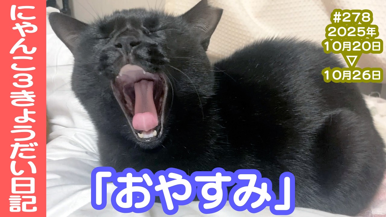 にゃんこ3きょうだい日記 #278 Diary of 3Cats [Oct.20-26/2025]