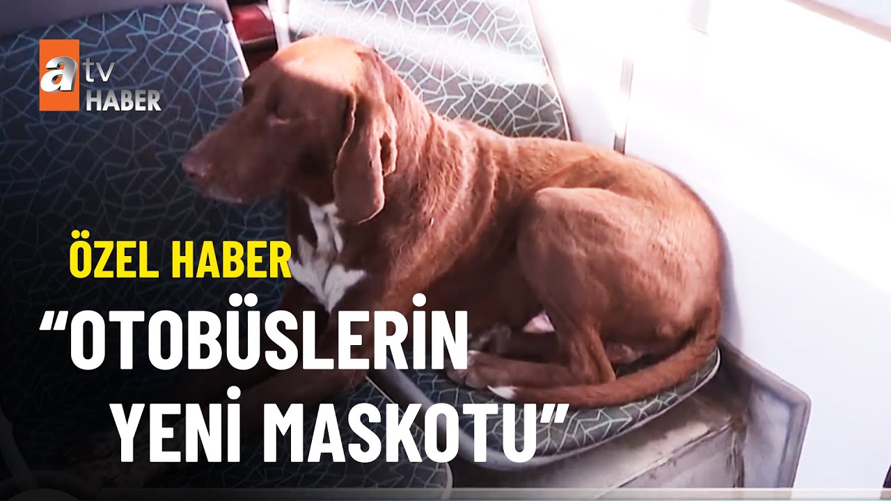 ÖZEL HABER - Paşa'ya otobüs şoförleri sahip çıktı - atv'de Hafta Sonu 13 Kasım 2022
