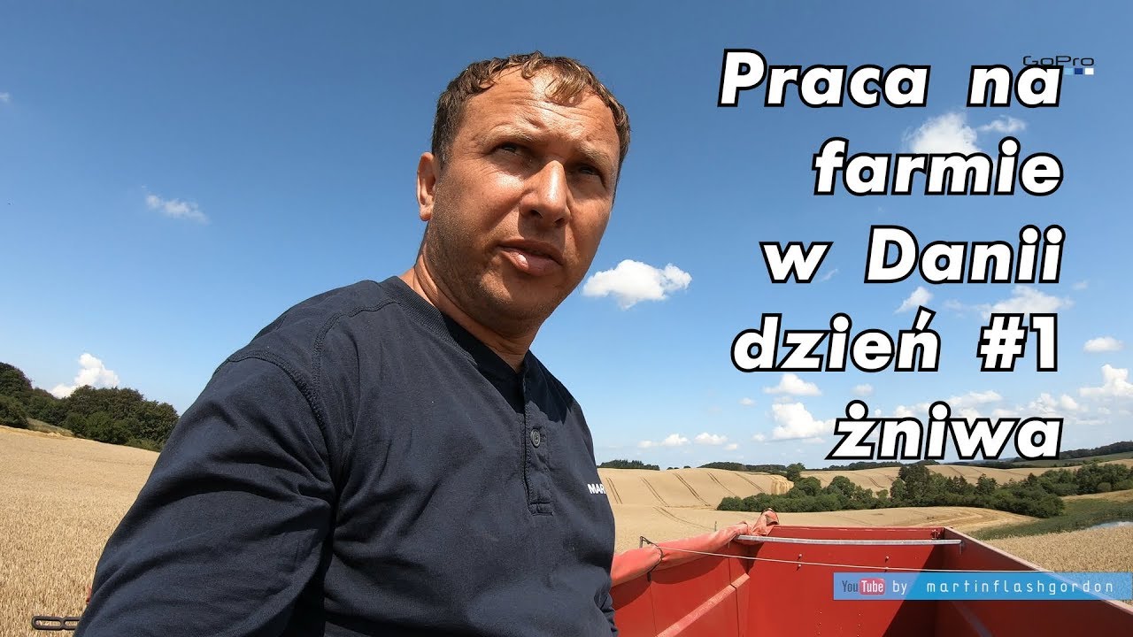 Praca na farmie w Danii, dzień #1 żniwa | Work on the farm in Denmark #1 harvest