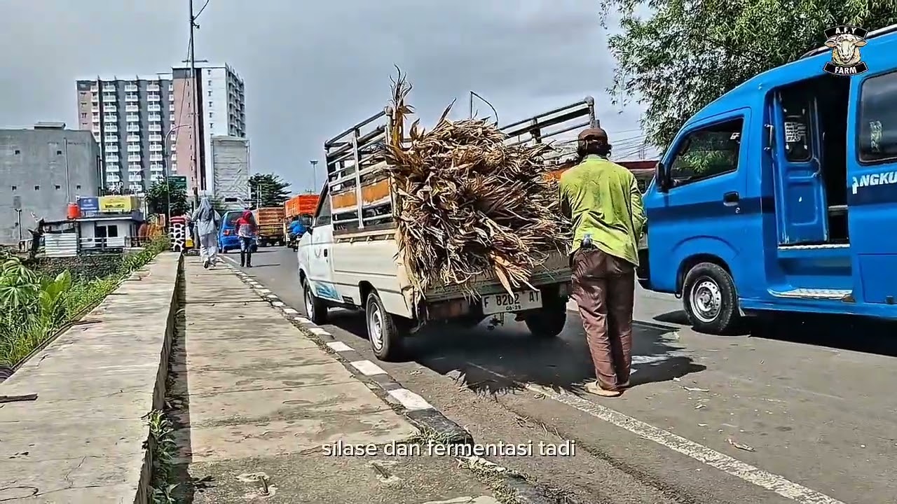 TEBON JAGUNG UNTUK PAKAN DOMBA KAMBING