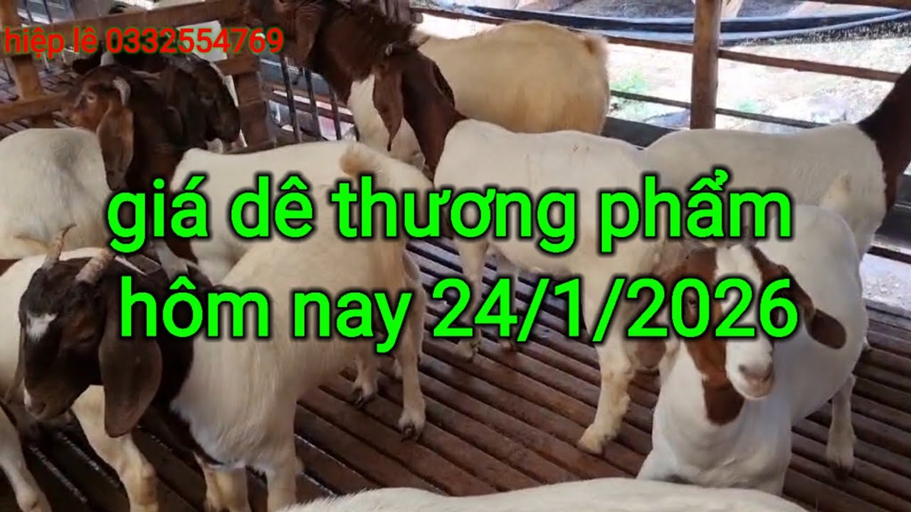 Giá dê thương phẩm hôm nay 24/01/2026 tại Tân Phú Đồng Nai