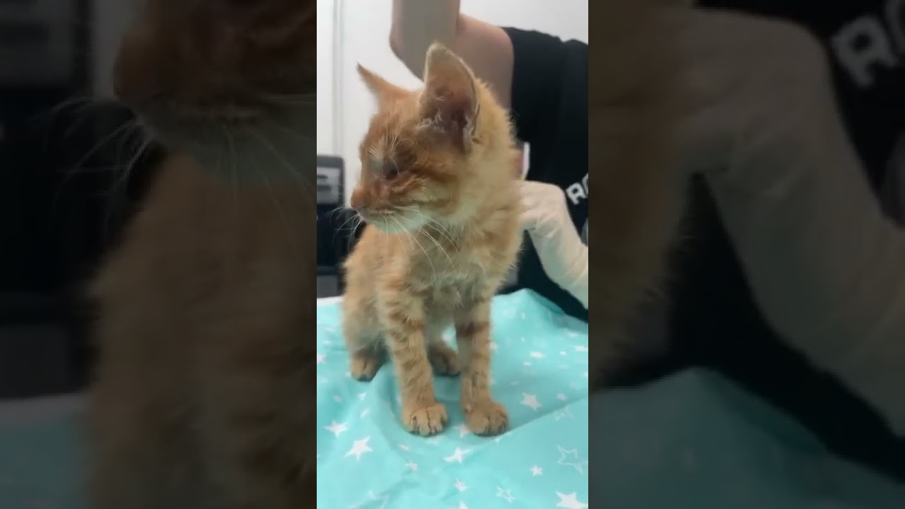 Blind Kitten With No Eyes Fighting Deadly Infections