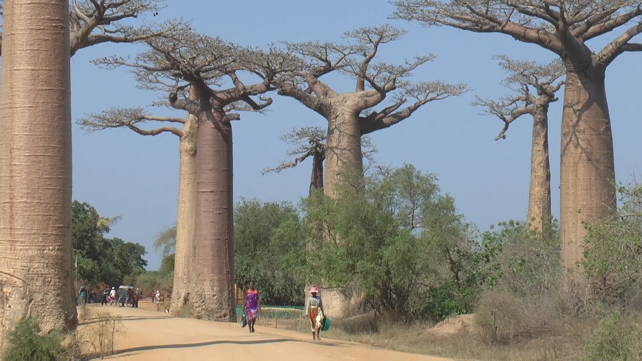 TV PP Madagaszkár II. 2019