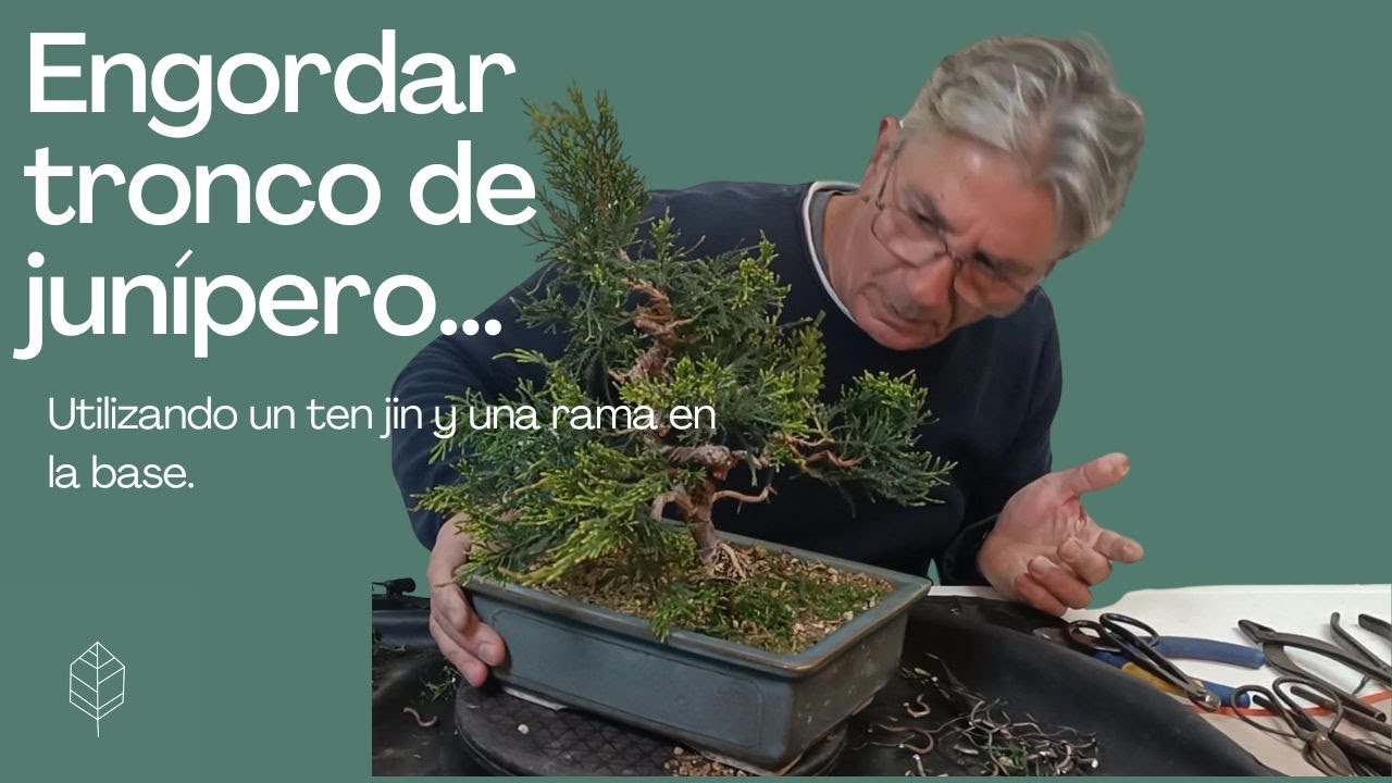 Engordar tronco de junípero a través de un ten jin. #bonsai