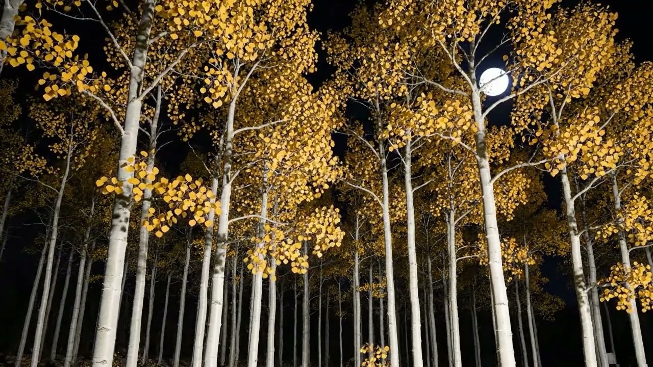 Relaxing Nature Sounds - Calm Anxiety in the 