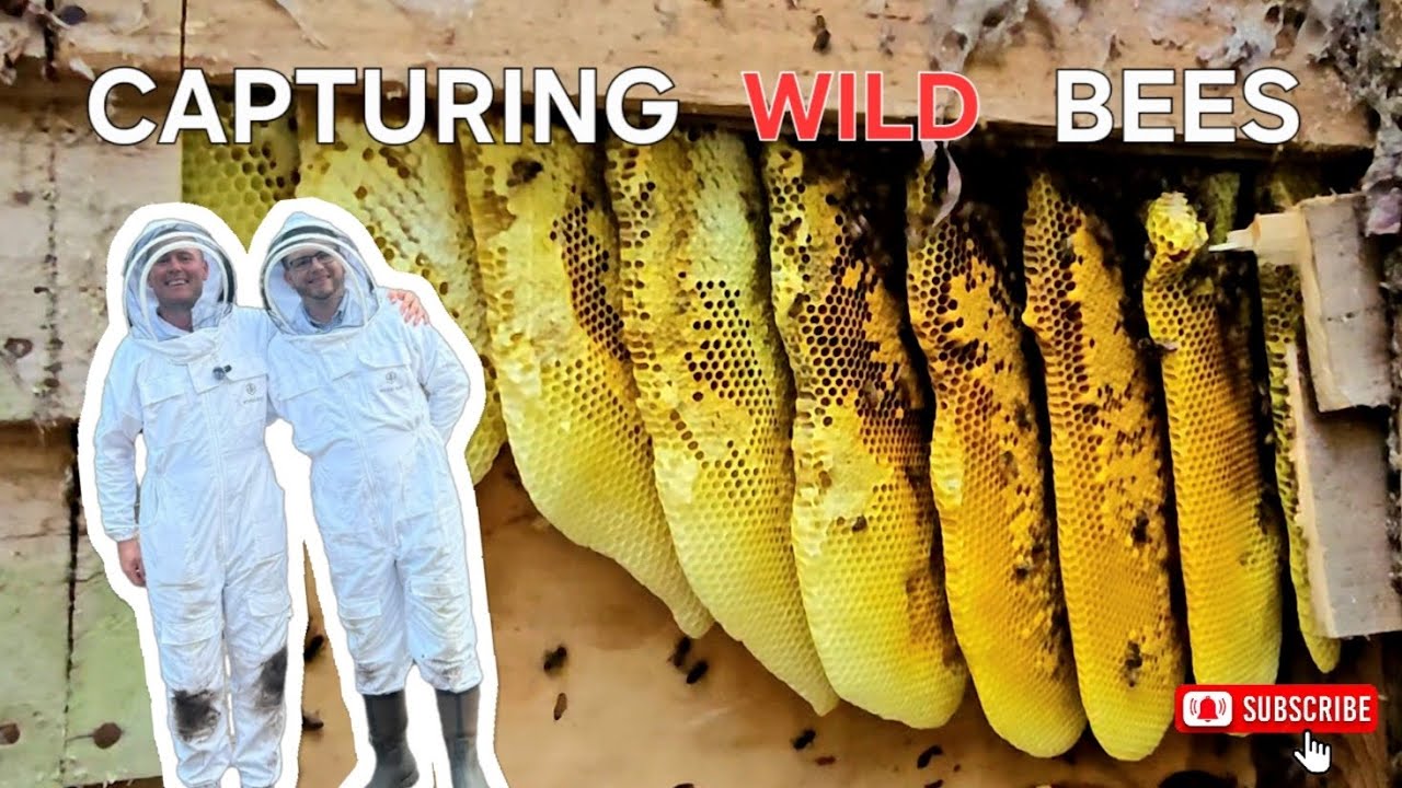 OUR FIRST BEEHIVE | HONEY BEES | EUROPEAN DARK BEES 