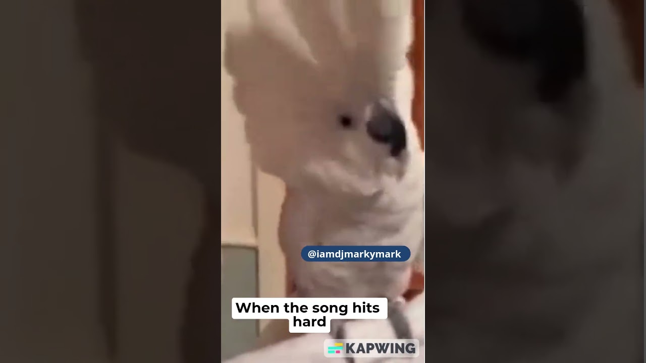 When the song hits hard...#rock  #memes #shortsvideo  #shortsviral  #subscribe  #parrot