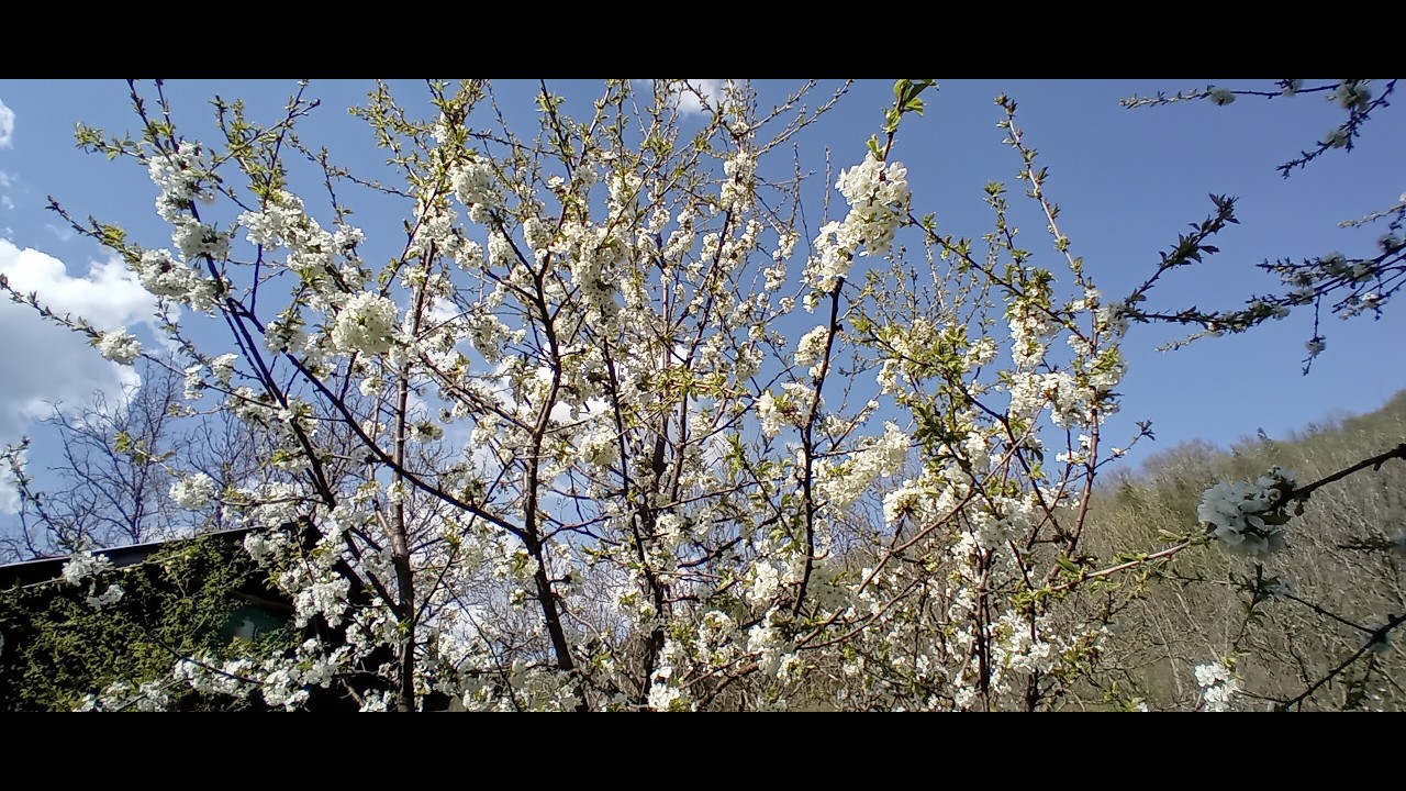 Private Orchard: Sustainable Living near Divlya, Bulgaria | Full Land Tour