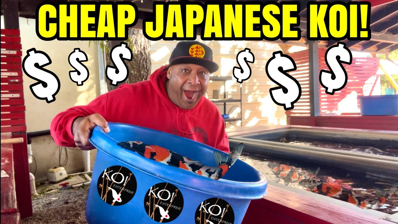 Black Friday KOI SALE INSANE! *Koi Enterprise