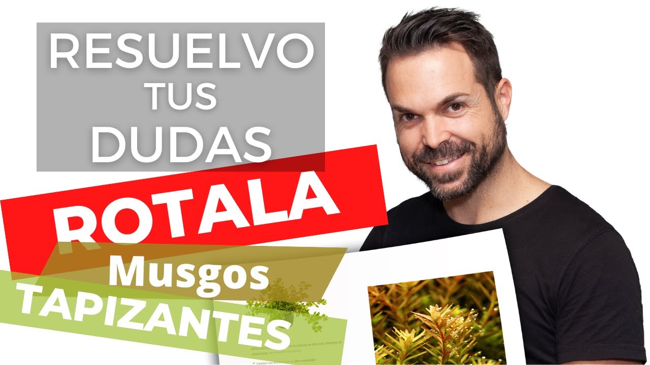 Las mejores PLANTAS DE TALLO para hacer macizos | Dudas sobre MUSGOS  y TAPIZANTES
