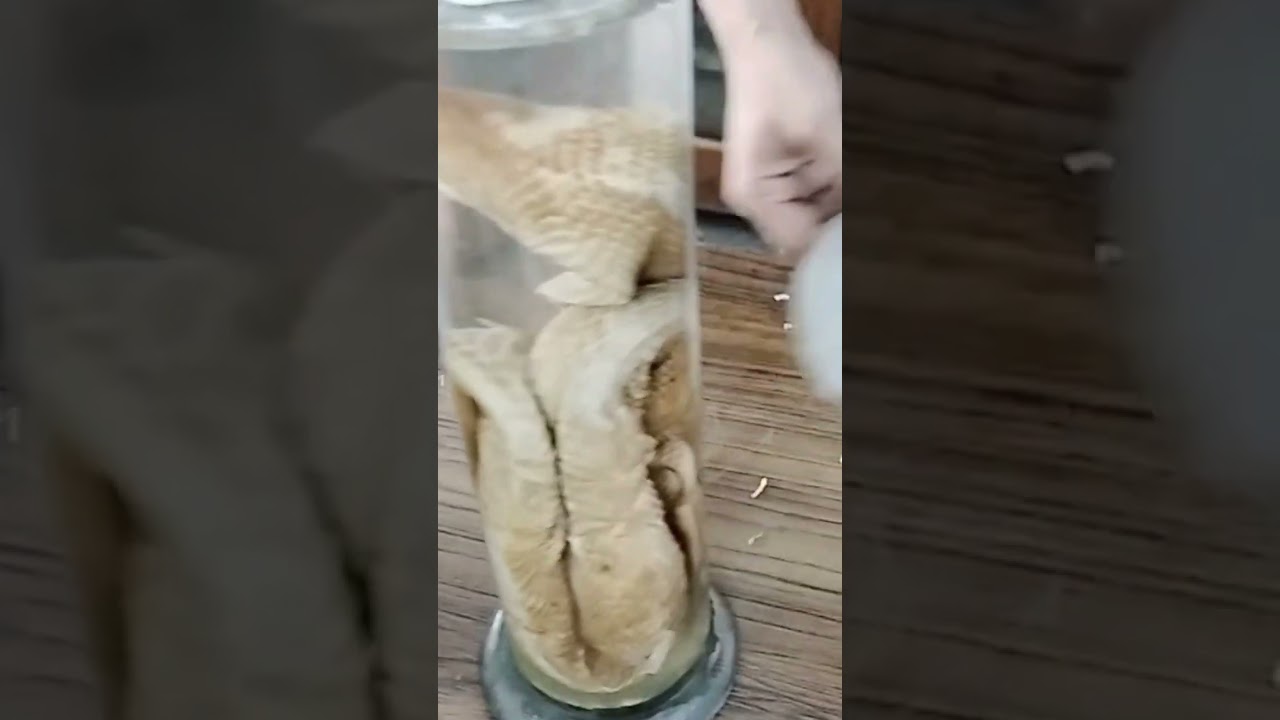 changing snakes camical Hind college #travel #barrage #college #collection #lab