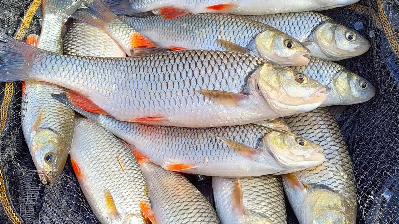 FEEDER NAUKA - RZEKA ODRA i KLENIE