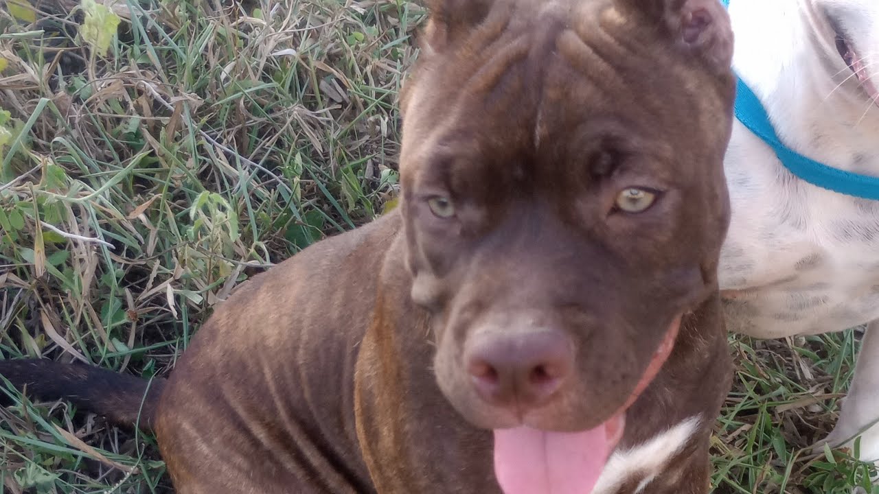 Dois American bully solto na rua 