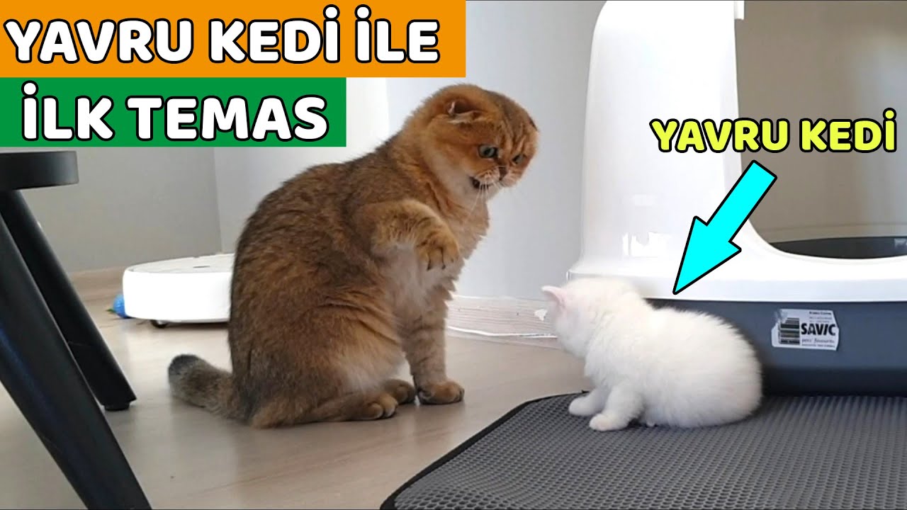 EVDEKİ KEDİMİZ MİLA İLE YAVRU KEDİLERİN İLK TEMASI (Luna'nın Yavru Kedileri 30. Gün )