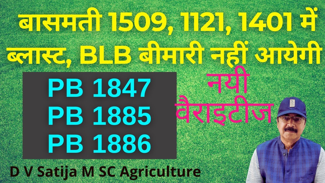 New Basmati Varieties | PB 1847 , PB 1885, PB 1886 |  blast , blb resistant basmati varieties |