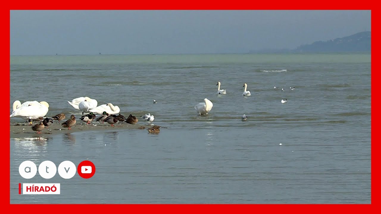 Emiatt szenvednek a Balatonnál a horgászok és a vitorlázni vágyók