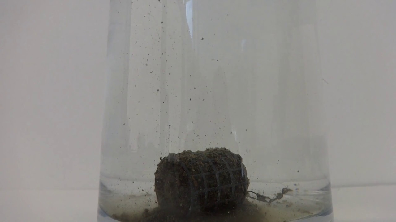 Champion Feed Wonder Black с Меласа към водата част 1