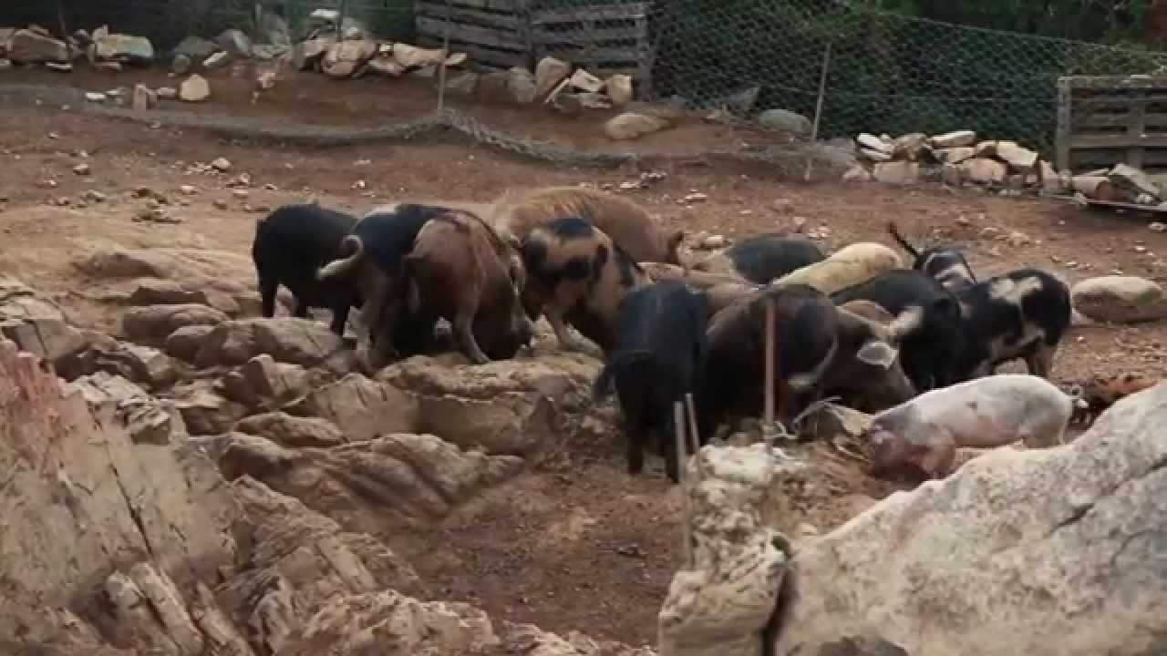 Rocco e i suoi porcelli