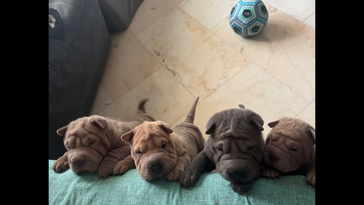 Cuccioli🐶