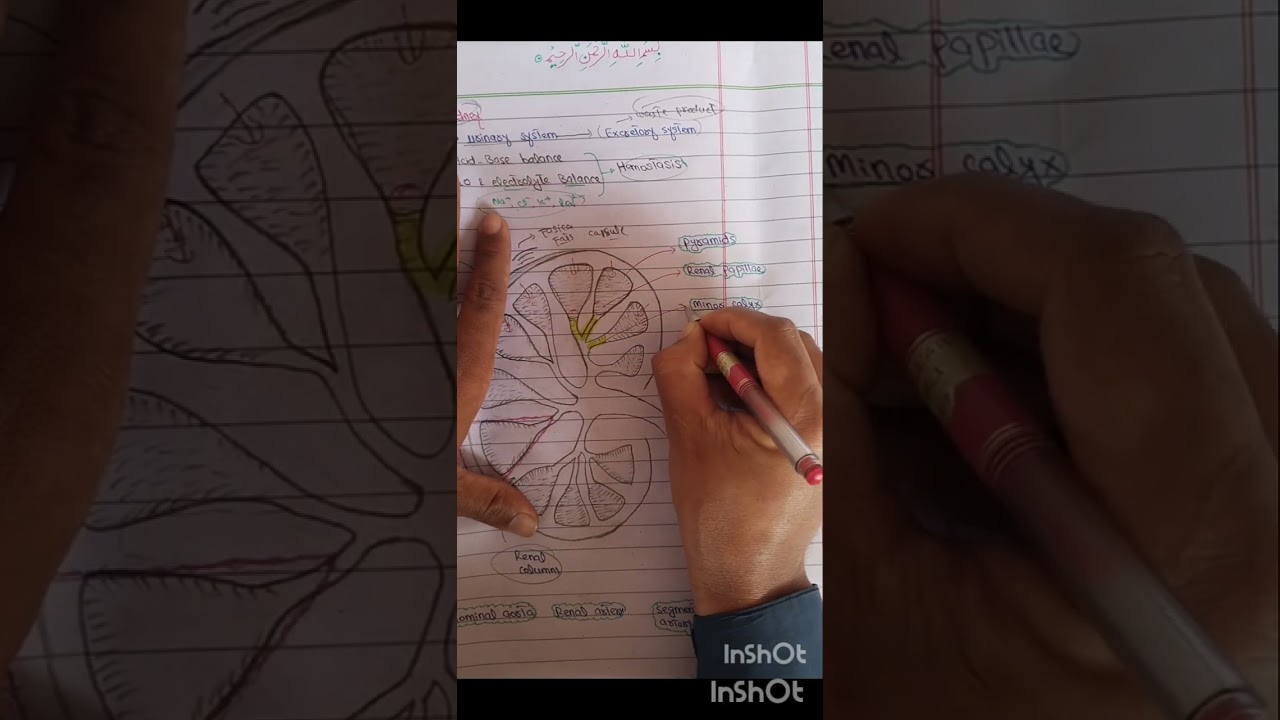 Kidney 