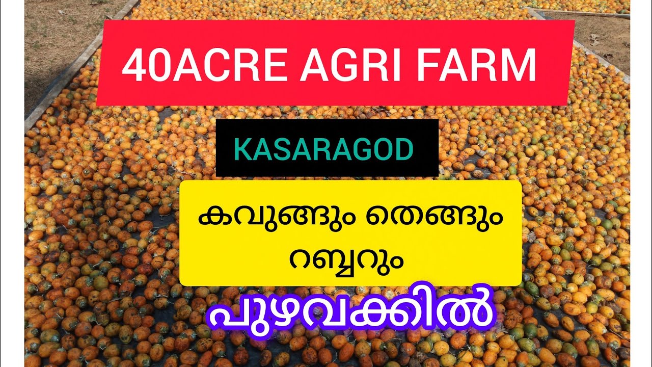 40ACRE agricultural land in kasaragod, delampady