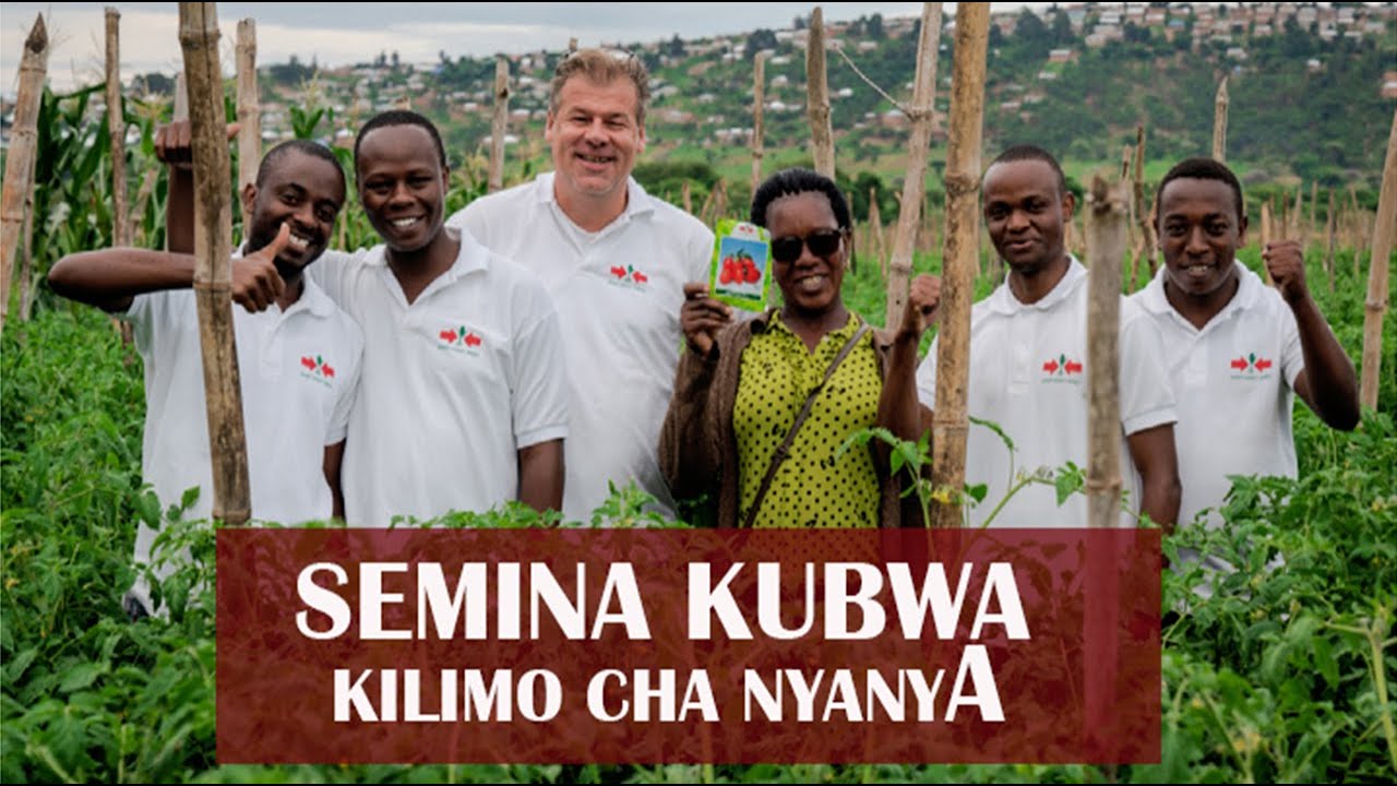 KILIMO CHA NYANYA:Semina kubwa ya kilimo cha nyanya (IMARA F1) iliyoendeshwa na East West Seeds