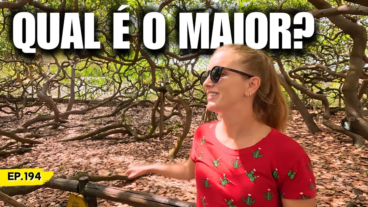 Será que é o MAIOR Cajueiro DO MUNDO? De Kombi Motorhome em Pirangi do Norte RN | Ep.194