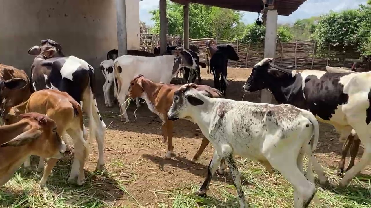 Já está faltando forragem para o gado, mas Deus sabe o tempo certo pra chover💦💧💧💨💨