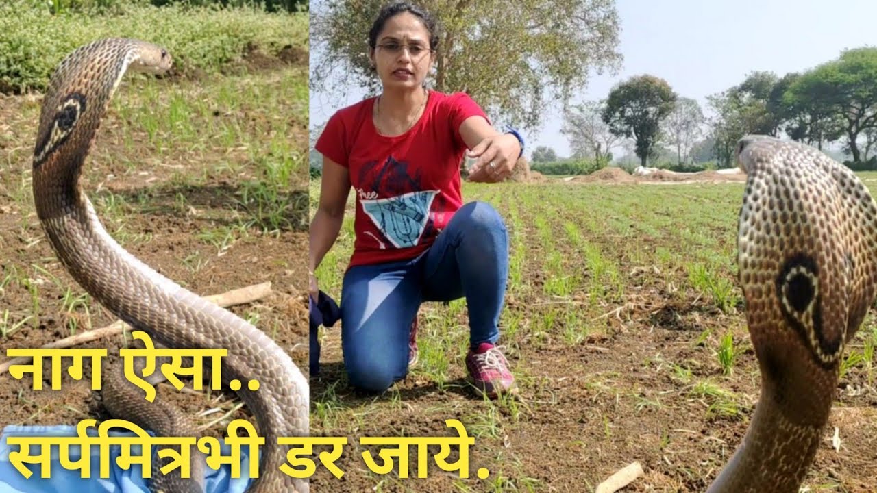 बहोत बड़ा और खतरनाक इरादोंवाला नाग.. Dangerous and very Big cobra rescued
