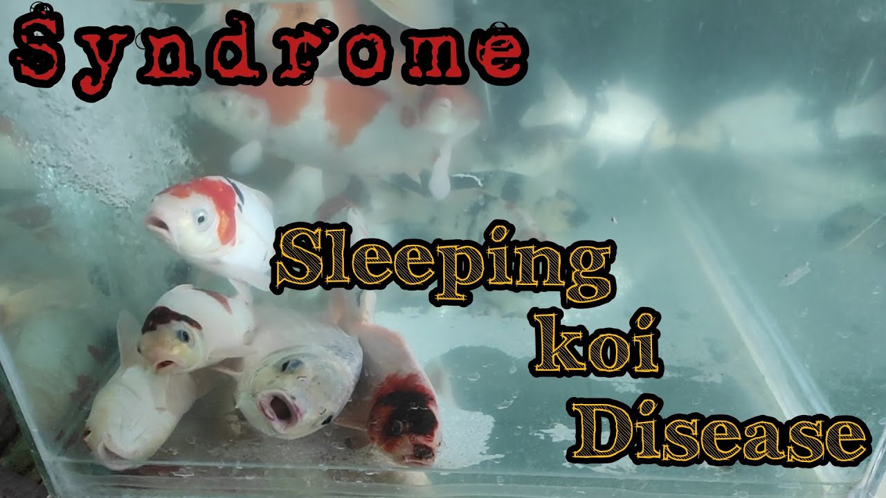 Syndroma Koi Sleeping Disease