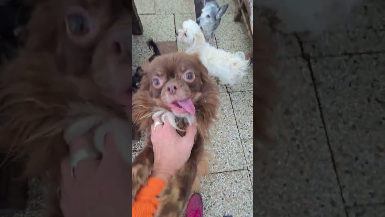 stichting Zorgeloos Dierenleven