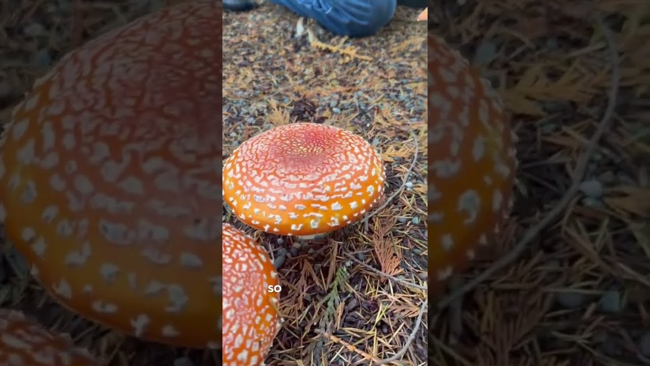 Amanita muscaria