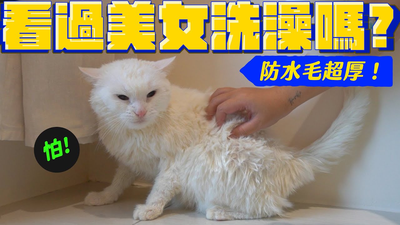 這支影片很無聊 貓咪洗澡太乖了｜宇宙猫咪🐾