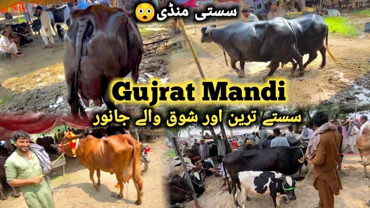 گجرات منڈی تاذہ ترین صورتِحال || شوق والے خوبصورت توکڑاور لیرے جانور مناسب قیمت میں || Top Quality