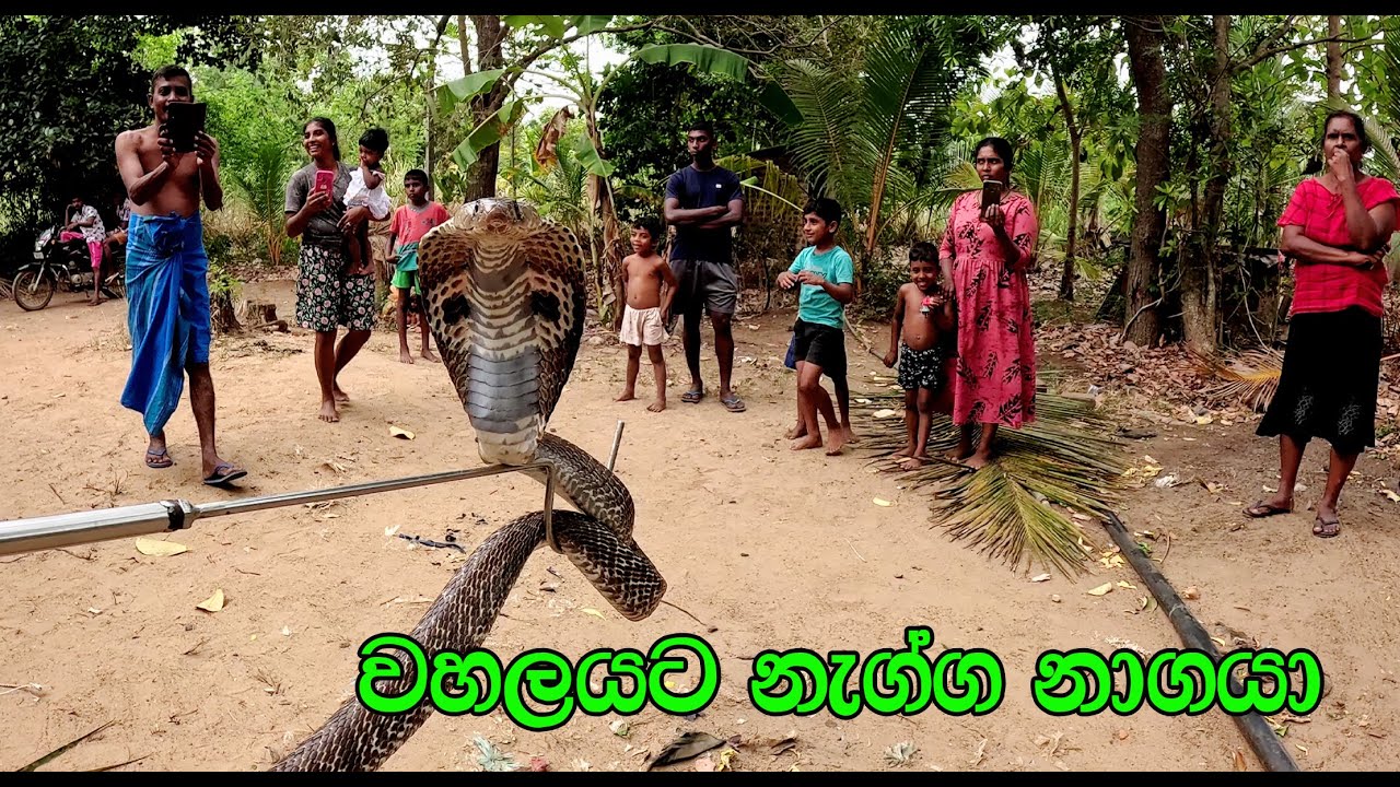 The cobra that climbed the roof