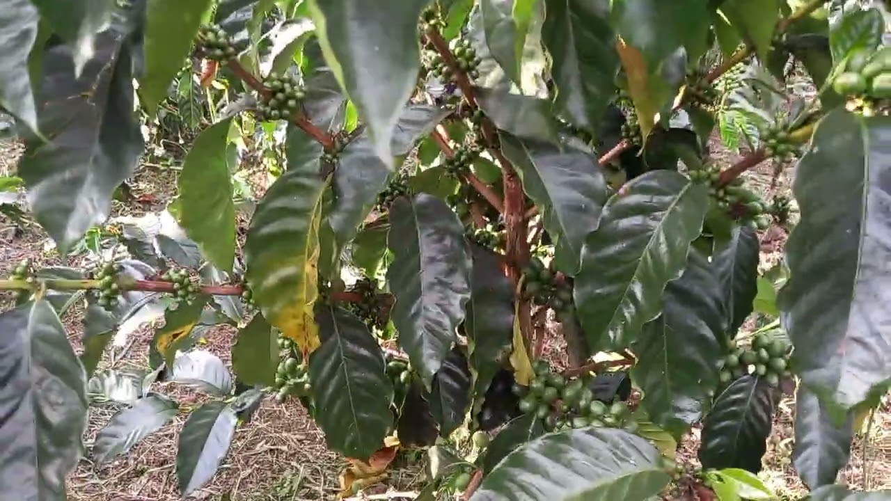 Variedad San Bernardo,  Isnos-Huila,  Colombia 🇨🇴🌎
