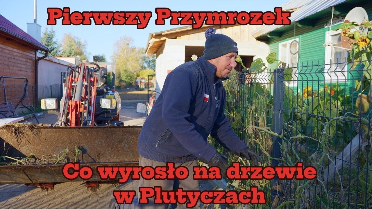 Niesamowite co wyrosło na drzewie u Andrzeja Jesienne sprzątanie w Plutyczach Rolnicy z Podlasia