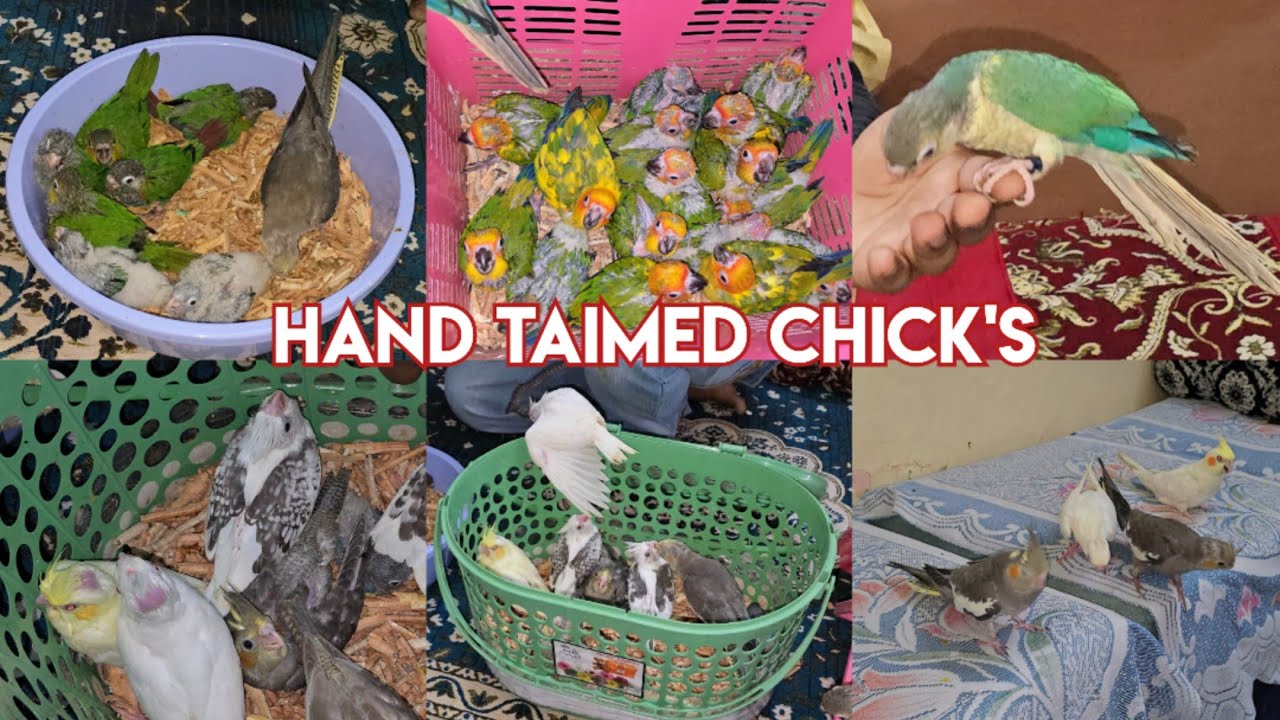 Hand Taimed birds and chick's available in Hyderabad at MK aviary | cocktail chick's | conure bird's