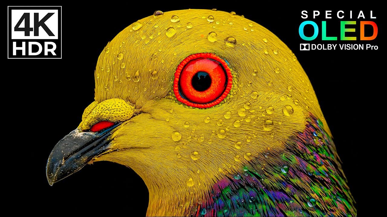 The Best Dolby Vision HDR Video 4K 120 fps (8K/4K TV)