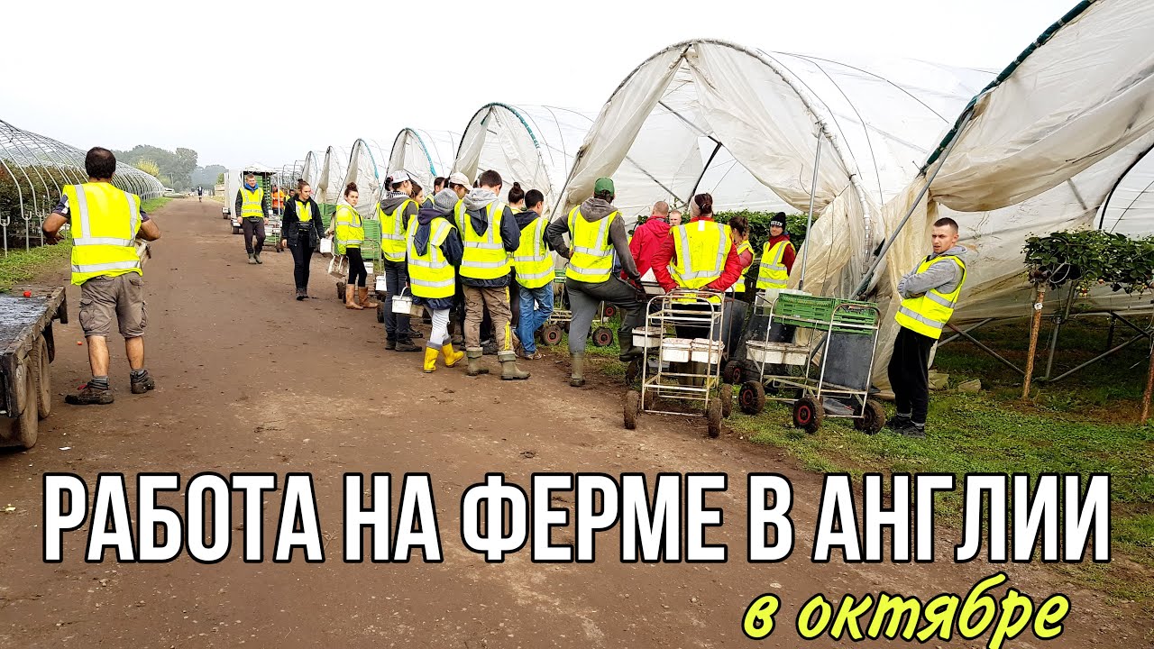 РАБОТА НА ФЕРМЕ В АНГЛИИ В ОКТЯБРЕ | Есть ли работа? | Сбор ягод в Англии в октябре