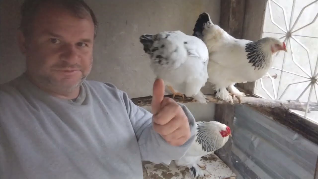 Porque n&atilde;o posso comer essas galinha Brahma Light,
