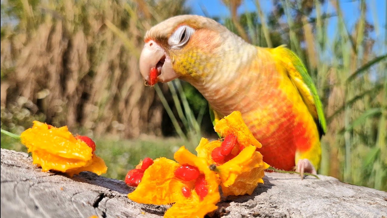 Your parrot will come to you when it sees this video. green cheek conure parrot sounds.