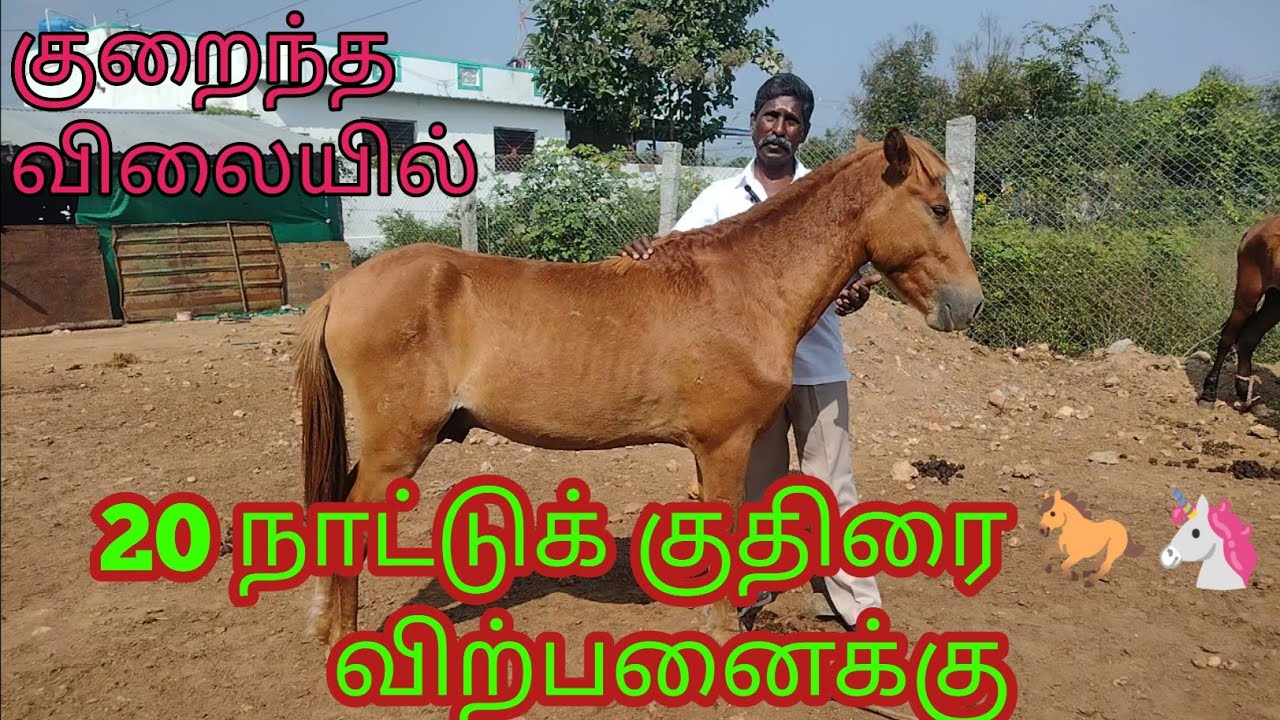 20 நாட்டு குதிரைகள் விற்பனைக்கு #20countryhorsesale#horse# horsesales @Tamil-5500