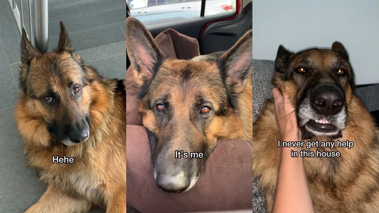Shenanigans With My German Shepherd Dog