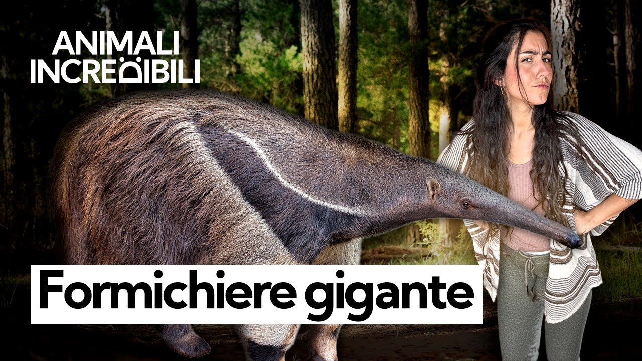 L’arma segreta del FORMICHIERE: come funziona e quanto è lunga la sua lingua?