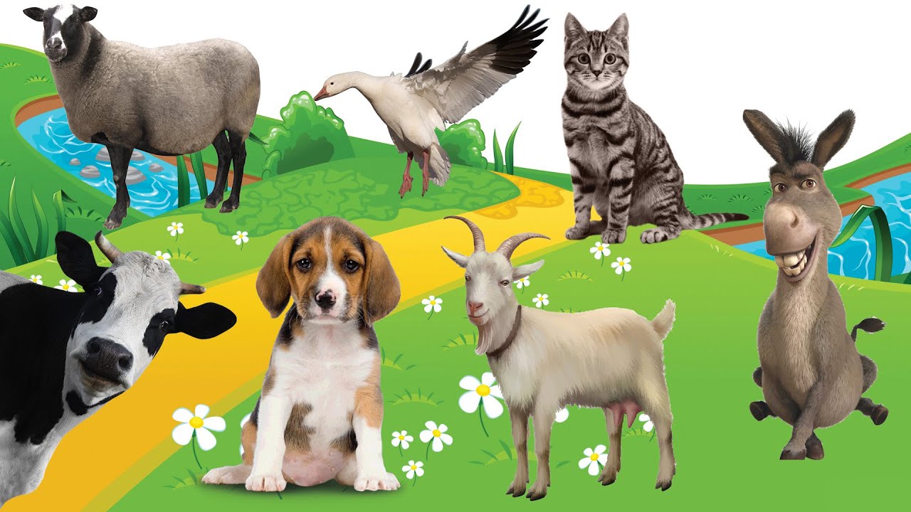 Surrounding farm animal sounds: Cow, Dog, Cat, Goat, Donkey, Alpaca, Sheep