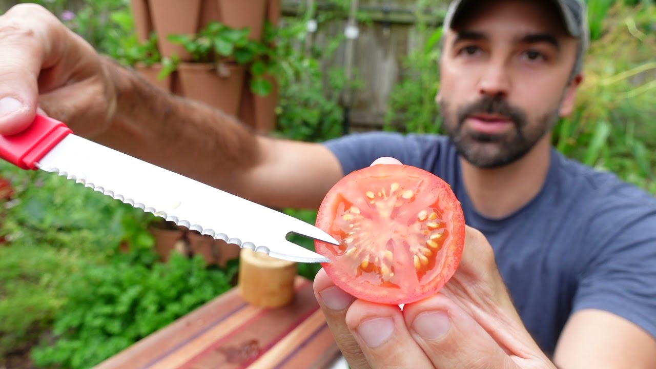 Variety Spotlight: Fourth of July Hybrid Tomato