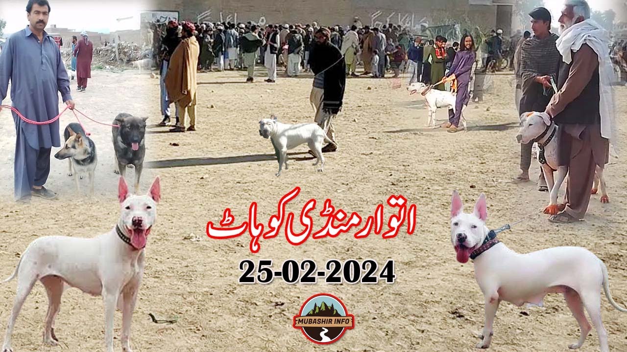 episode no 132 | Sunday market kohat 2024 | ETWAR MANDI | Mubashir info