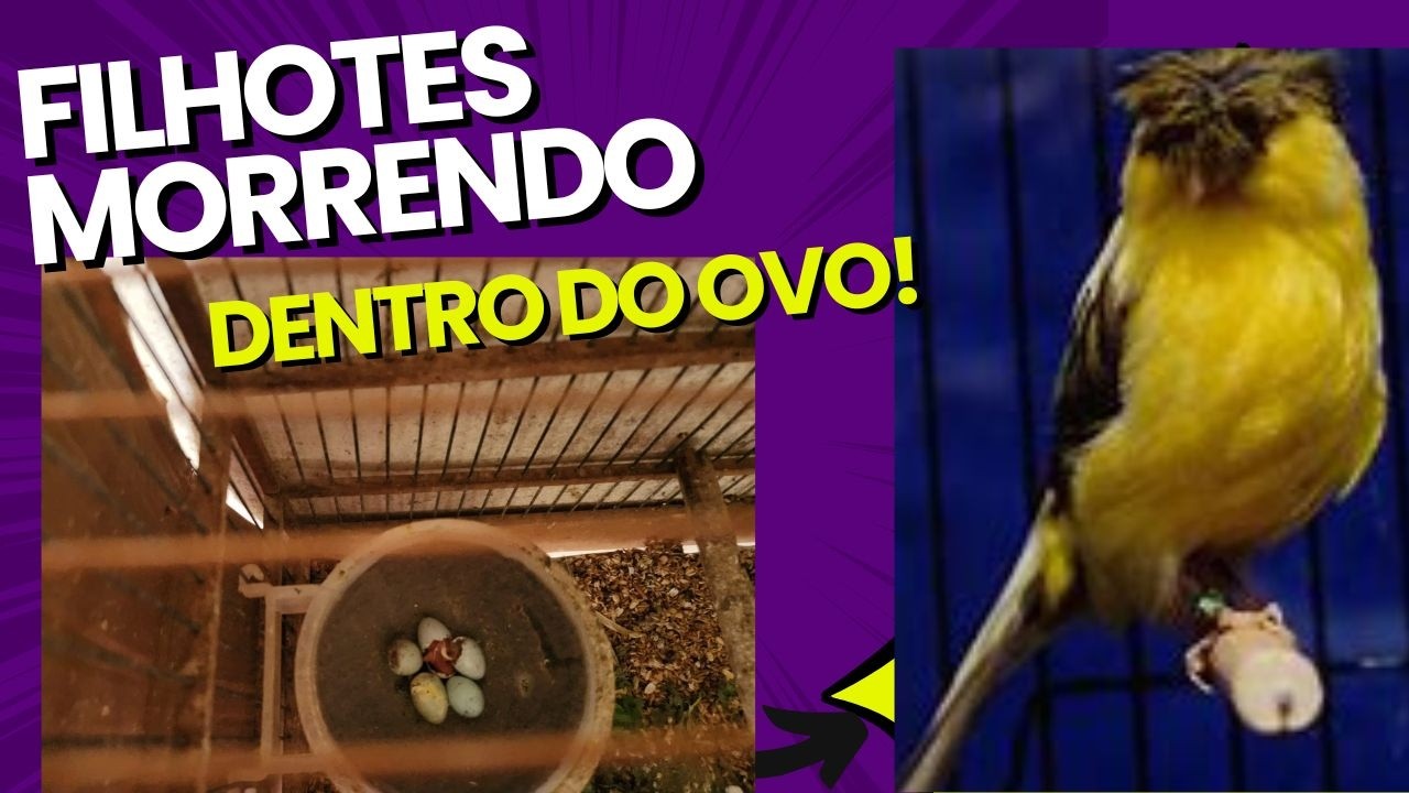 #064 Evite que seu filhote de CANÁRIO DO REINO morra dentro do ovo