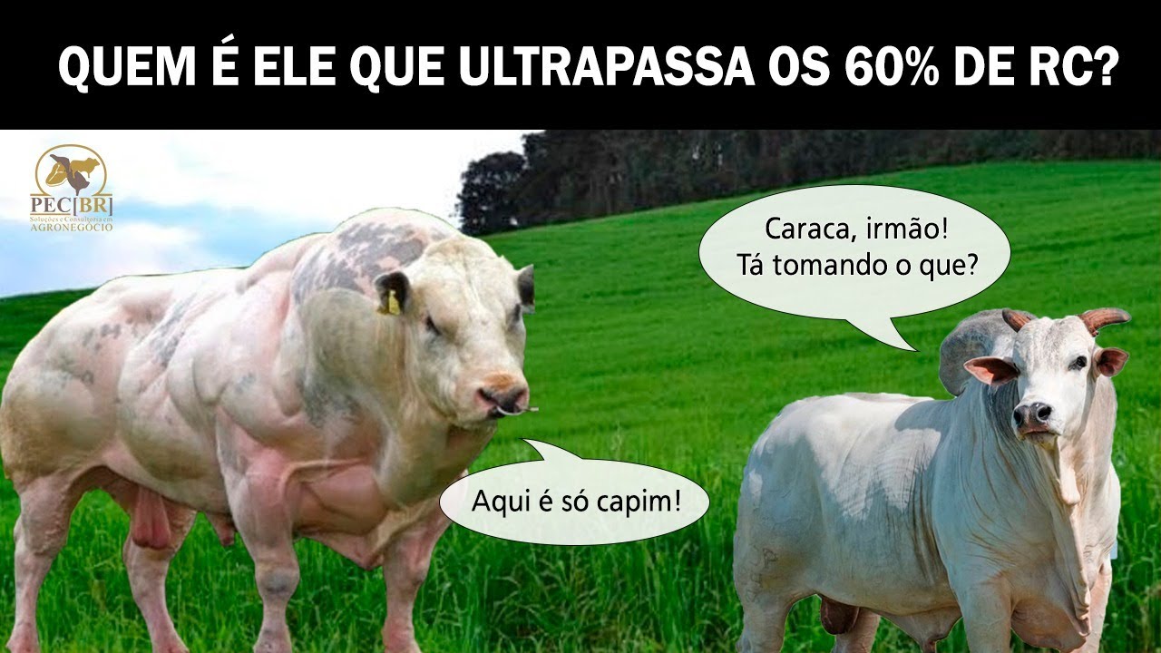 CONHEÇA OS ANIMAIS QUE ULTRAPASSAM OS 60% DE RC